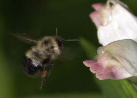 ‘Nature’s Medicine Cabinet’ Helps Bumble Bees Reduce Disease Load