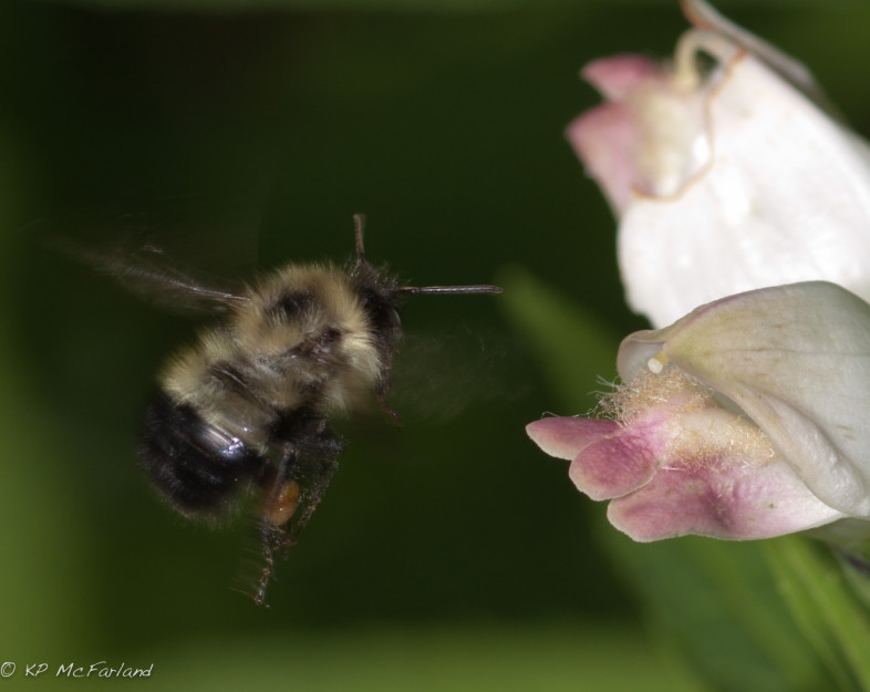 A bumble bee collecting nectar containing iridoid glycoside secondary metabolites from a turtlehead (Chelone glabra) flower. / © K.P. McFarland