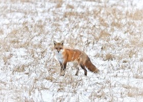 iNaturalist Vermont January Photo-observation of the Month