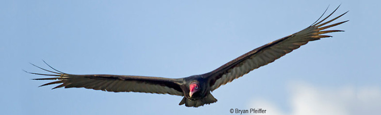 turkey-vulture-860x260