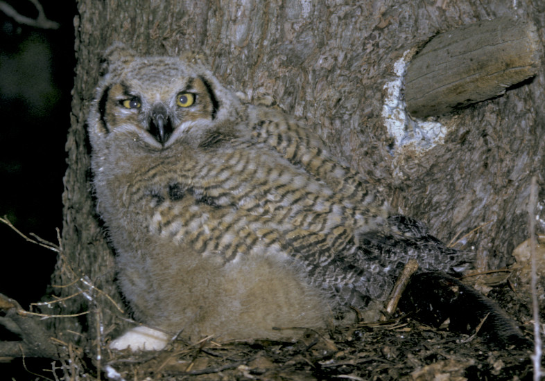 Great Horned Owl on a nest. / © Roy Pilcher