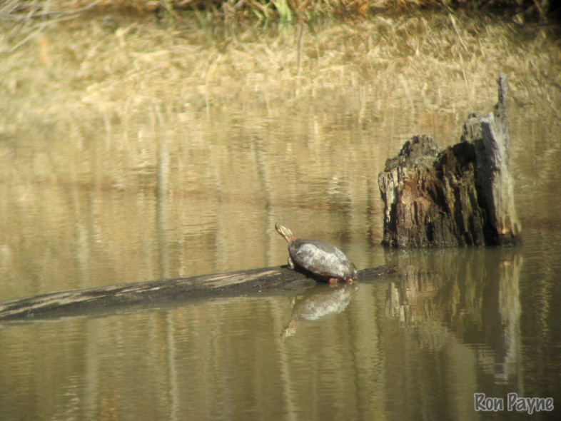 Painted Turtle basking in late March. /© Ron Payne