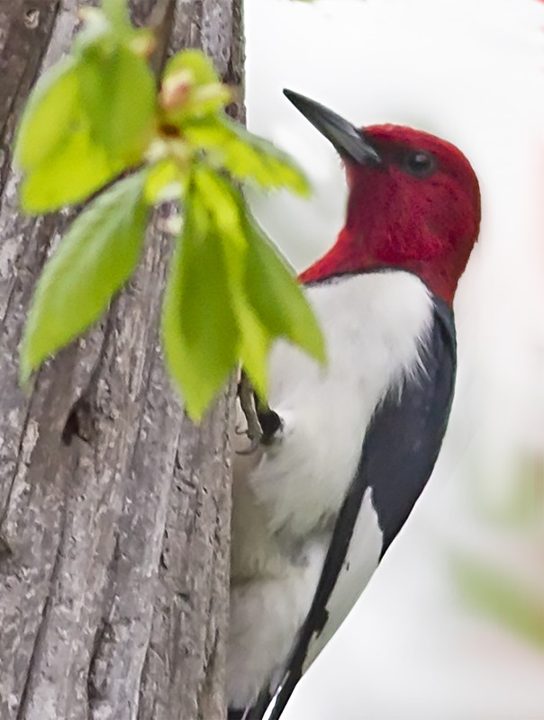 A rare Red-headed Woodpecker was found at Kendall Station. / © Cindy Crawford