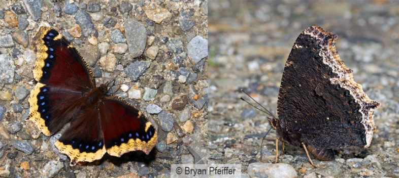 Mourning Cloaks (Nymphalis antiopa) – dorsal and ventral / © Bryan Pfeiffer