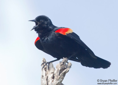 Red-winged Blackbird / © Bryan Pfeiffer
