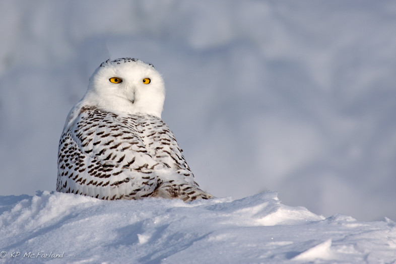 Snowy Owl at Killington, Vermont. / © K.P. McFarland