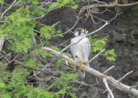 Cliff Tops and Overlooks Closed to Protect Nesting Peregrines
