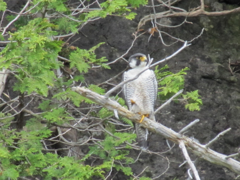 Hikers can help nesting peregrine falcons by avoiding ten Vermont cliff areas this year. / Photo by C.P. Merrill