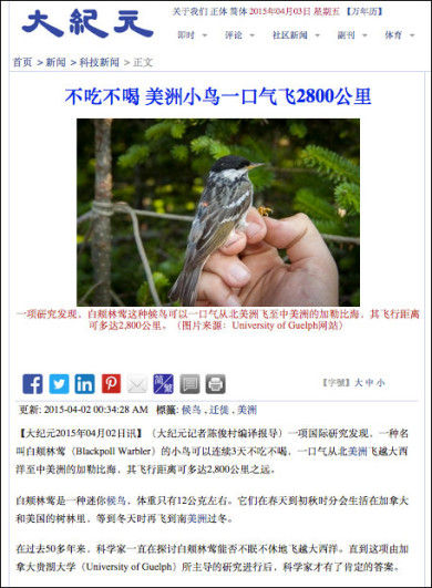 blackpoll-article-chinese