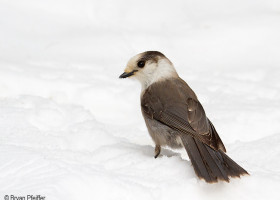 Spit and Survival Among Gray Jays