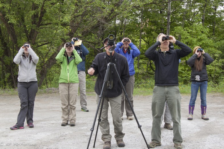 Some of the members of the 'Green Mountain Goatsuckers' watching a Peregrine Falcon.