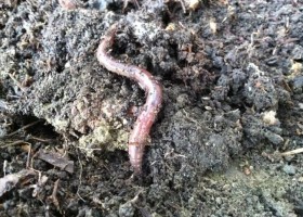 Metal pollutants in Earthworms may Threaten Forest Predators