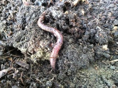 Metal pollutants in Earthworms may Threaten Forest Predators | Vermont ...