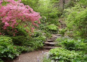 Choose Native Plants When Landscaping