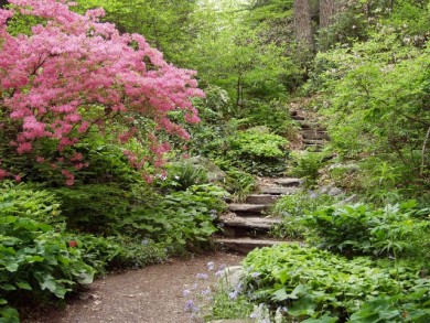 Background - Zen Garden Rare - Pink Forest