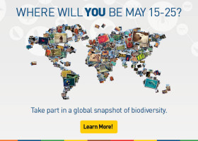 Discover Biodiversity Locally, Tally Globally