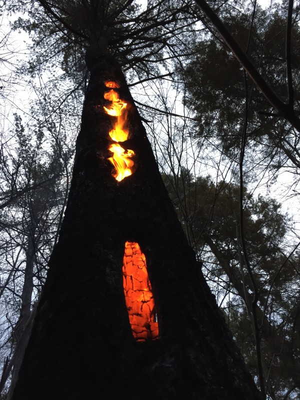 Feeding holes from Pileated Woodpeckers shine bright with fire. /© KP McFarland