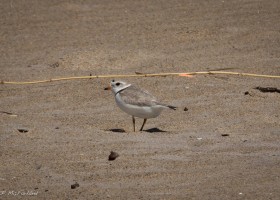 Be Aware of Endangered Piping Plovers Nesting on the Beaches