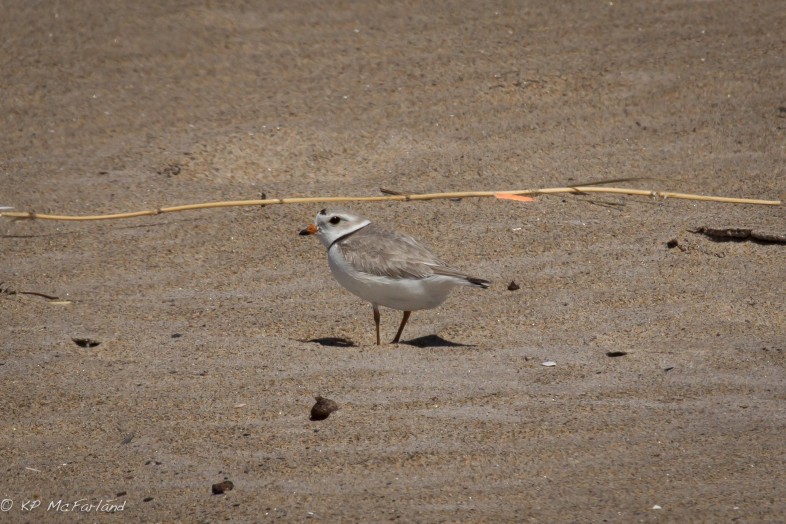 Adult Piping Plover near its nest site. / © K.P. McFarladn