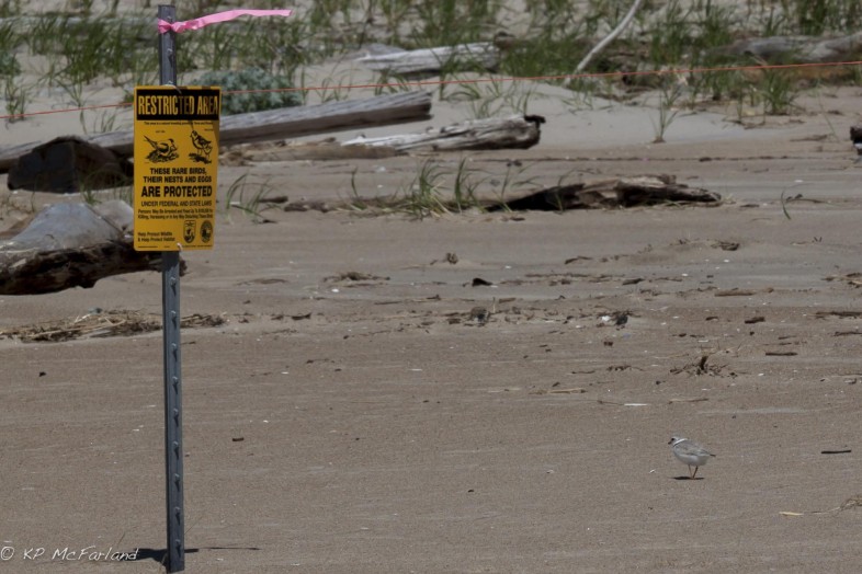 Piping Plover nesting area. / © K.P. McFarland