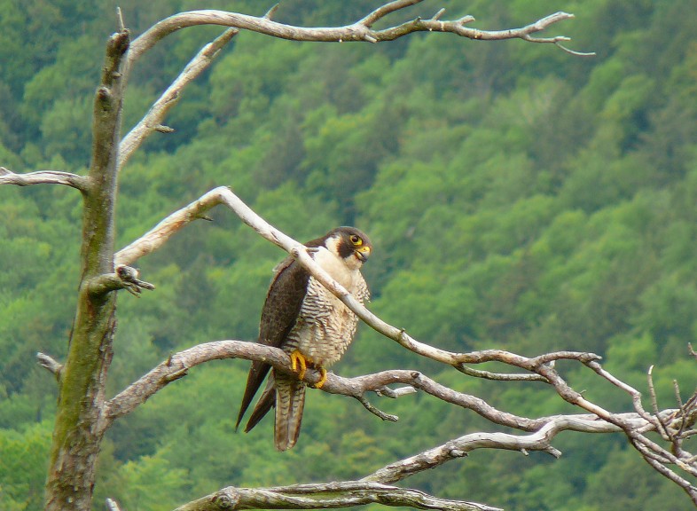 Peregrine Falcon perched near a ledge. / © Steve Faccio