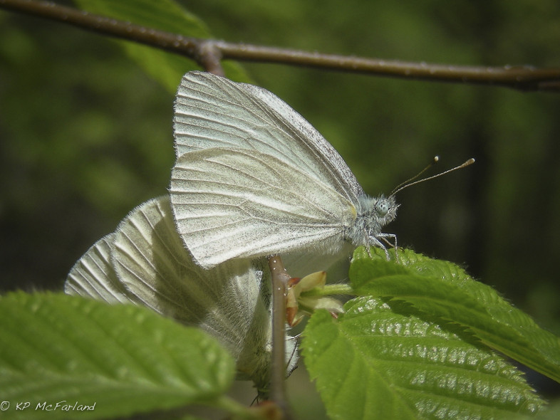 West Virginia White butterfly. /© K.P. McFarland