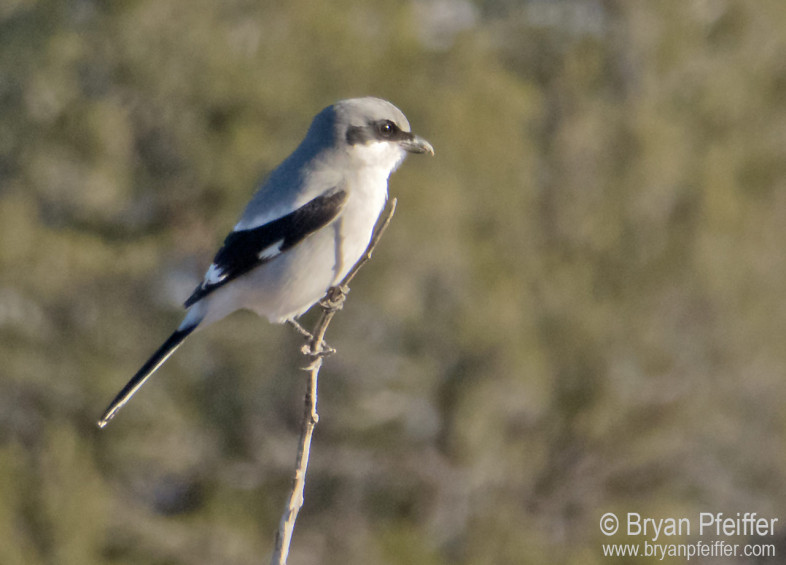 Loggerhead Shrike only shows up as an artifact, a former breeding birds, in our historic records.