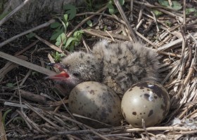 Outdoor Radio: Counting Terns