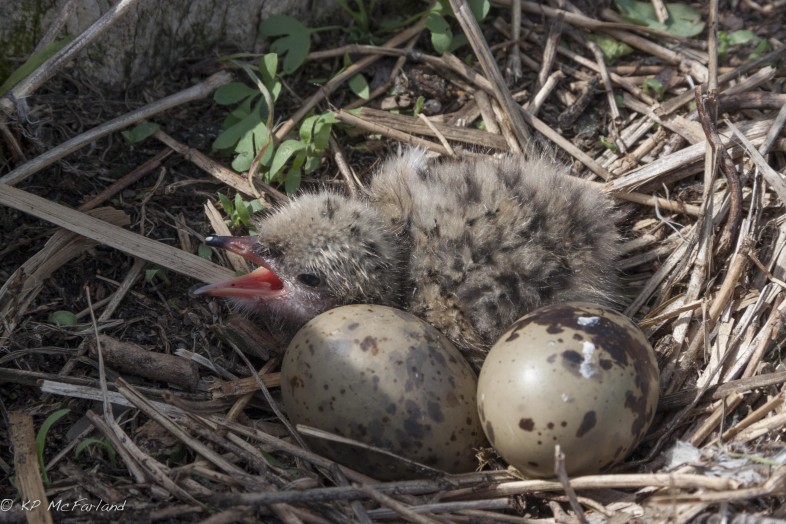 A newly hatched Common Tern awaits its siblings. / © K.P. McFarland