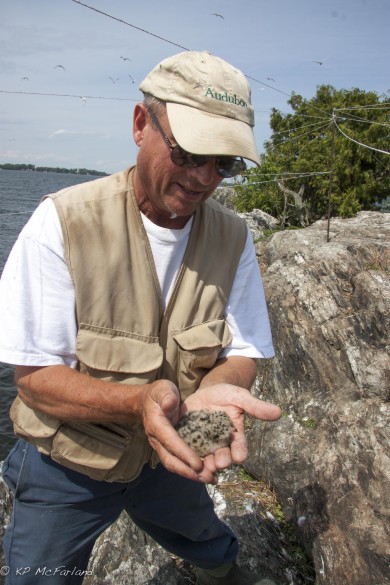 Mark LaBarr, Audubon Vermont, holds a recently hatched Common Tern chick. 