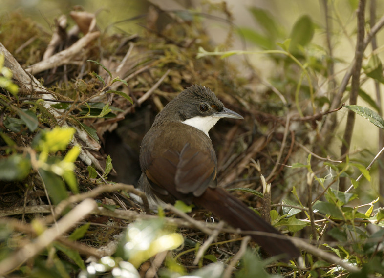 Western Chat-tanager at its nest entrance. / © Eladio Fernandez - www.eladiofernandez.com