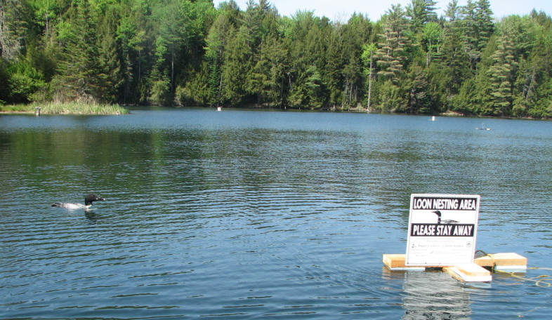 Loons enjoying the easier to read text on the new Loon nesting signs.
