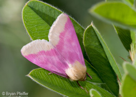 Vermont Naturalists Find Over 370 Species During National Moth Week