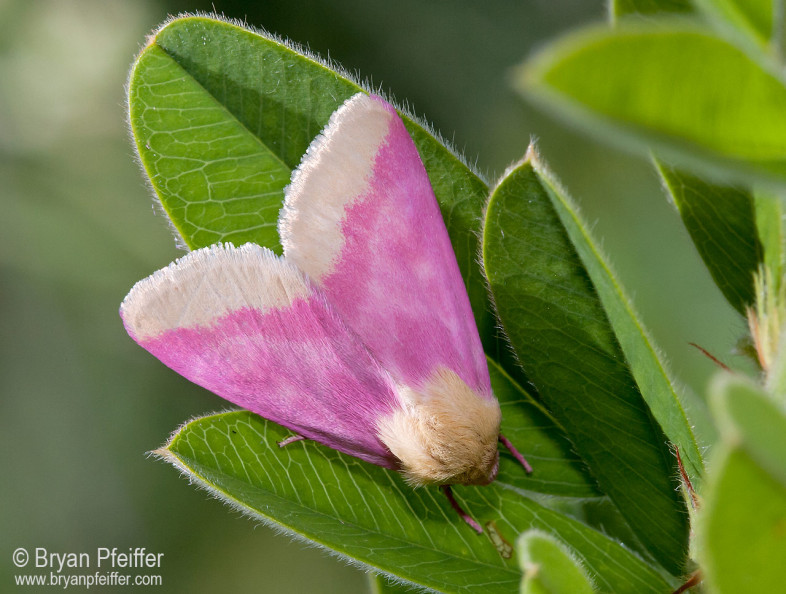 Primrose Moth (Schinia florida) / © Bryan Pfeiffer