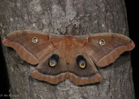 Join Us During National Moth Week – July 21-29