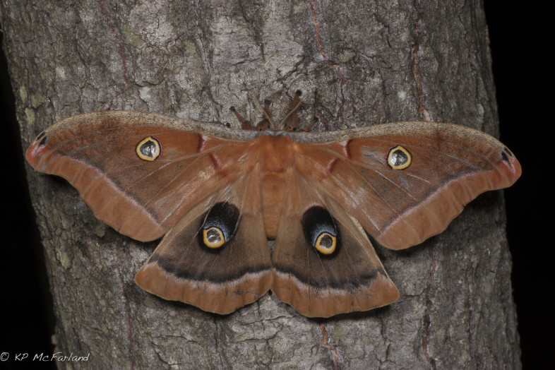 Polyphemus Moth (Antheraea polyphemus). / © K.P. McFarland
