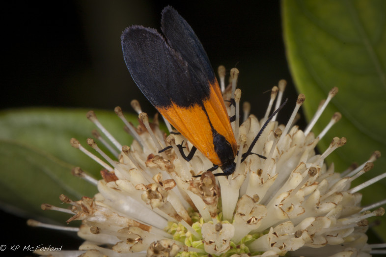 Black-and-yellow Lichen Moth (Lycomorpha pholus) sipping nectar from Buttonbush (Cephalanthus occidentalis). /© K.P. McFarland