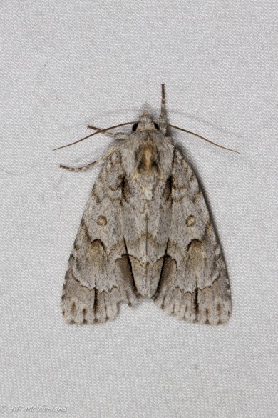 Ochre Dagger Moth (Acronicta morula). / © K.P. McFarland
