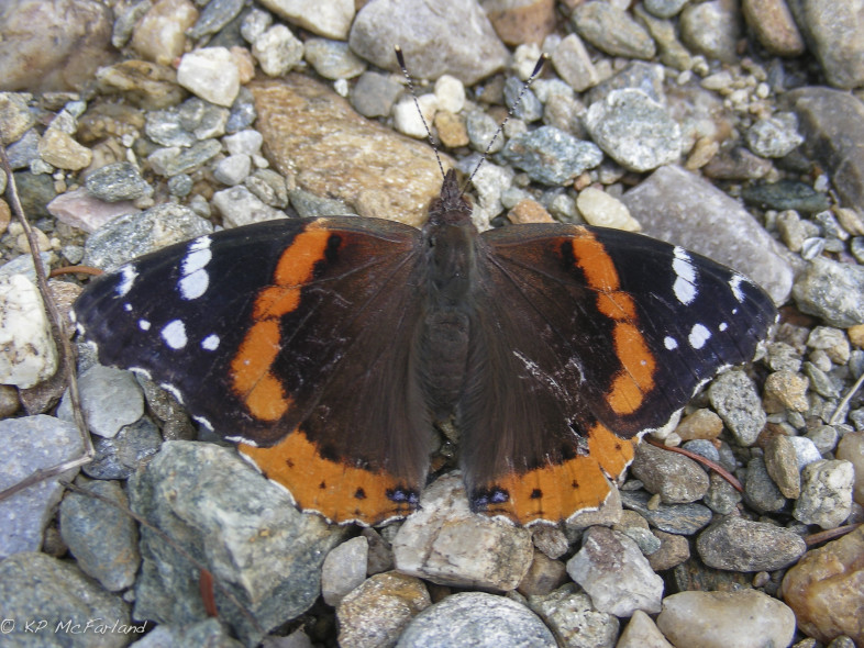 Red Admiral sunning on a gravel road in Vermont. /© K.P. McFarland