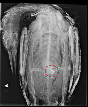 A radiograph reveals a lead tackle object in the gizzard of the deceased loon. Photo courtesy of Meadow Pond Animal Hospital.