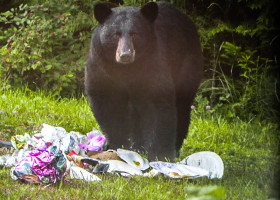 Composting and Bears: Adjusting to Vermont’s Universal Recycling Law