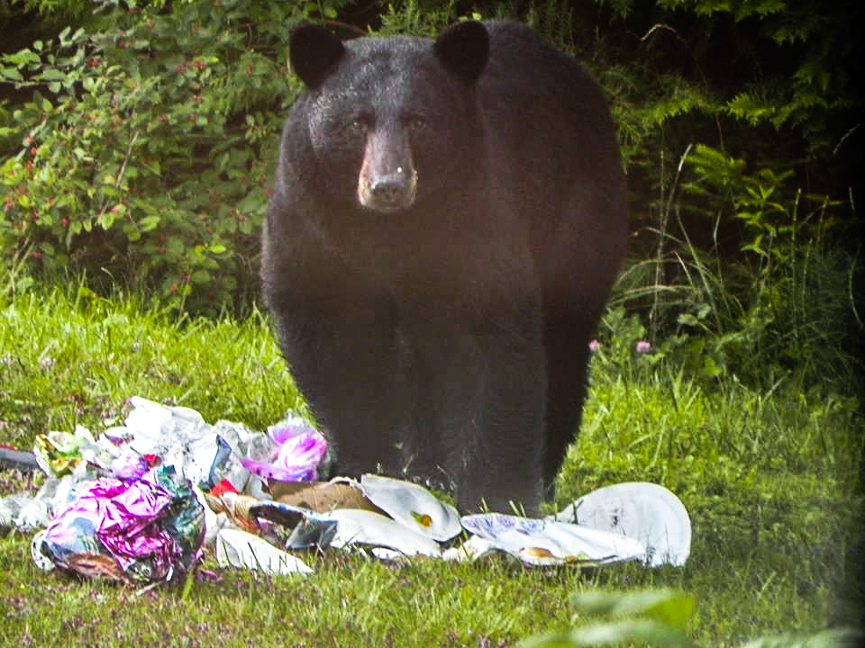 Composting and Bears Adjusting to Vermont’s Universal Recycling Law