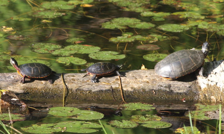 Keep an Eye Out for Turtles | Vermont Center for Ecostudies