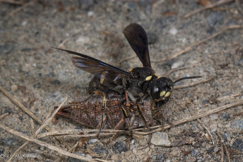 Cerceris fumipennis carrying a Buprestid beetle. / © K.P. McFarland