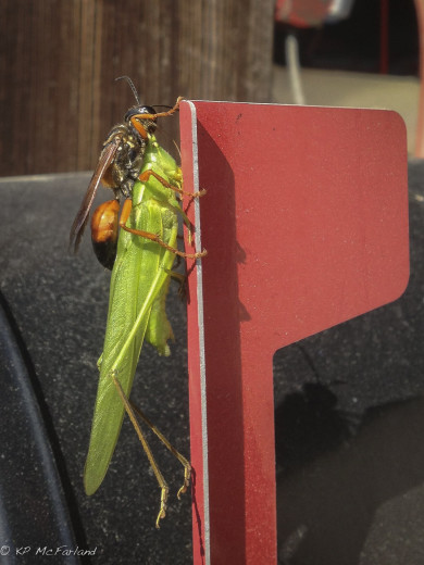 Great Golden Digger Wasp (Sphex ichneumoneus) carrying a katydid. / © K.P. McFarland