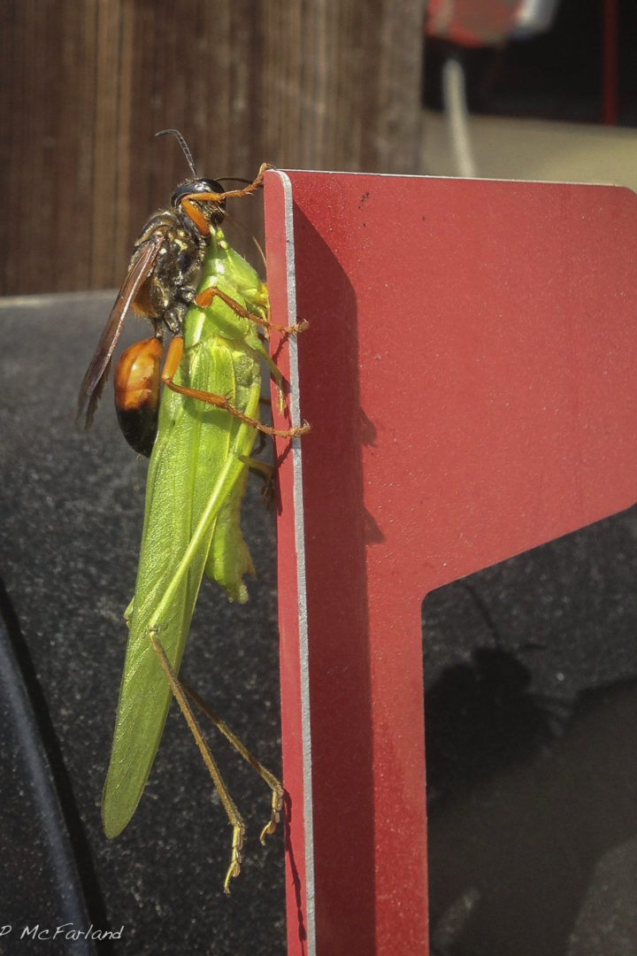 Great Golden Digger Wasp (Sphex ichneumoneus) carrying a katydid.  © K.P. McFarland