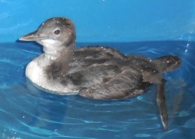 A Wayward Loon's Rescue: Update No. 1
