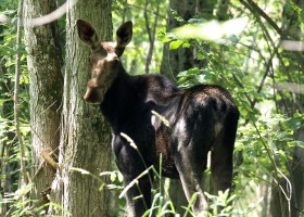 July iNaturalist Vermont Photo-observation of the Month