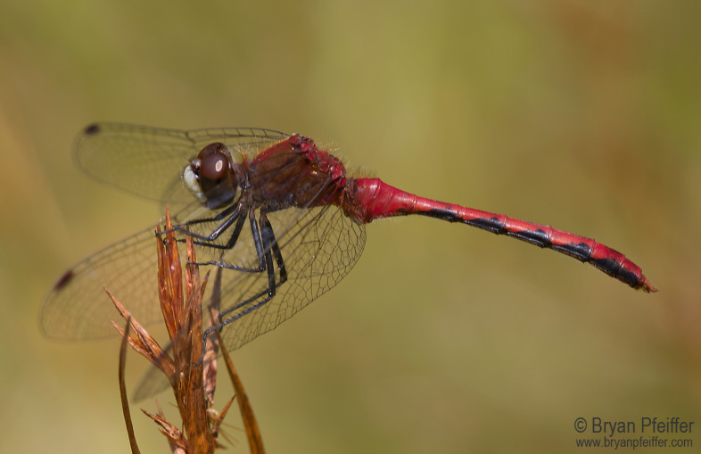 A male meadowhawk, probably White-faced Meadowhawk (Sympetrum obtrusum) / © Bryan Pfeiffer
