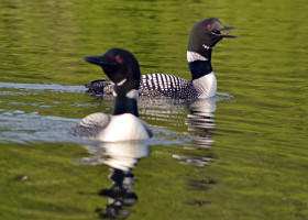 Unsolved (Murder?) Mysteries on the Canadian Border: The case of two loon disappearances